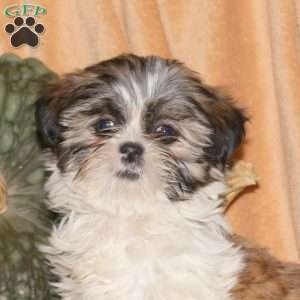 Missy, Shih-Poo Puppy