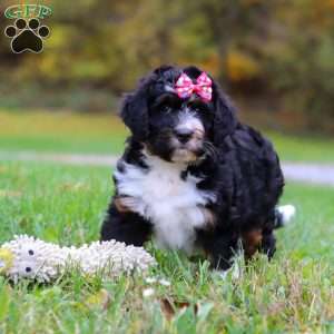 Missy, Mini Bernedoodle Puppy