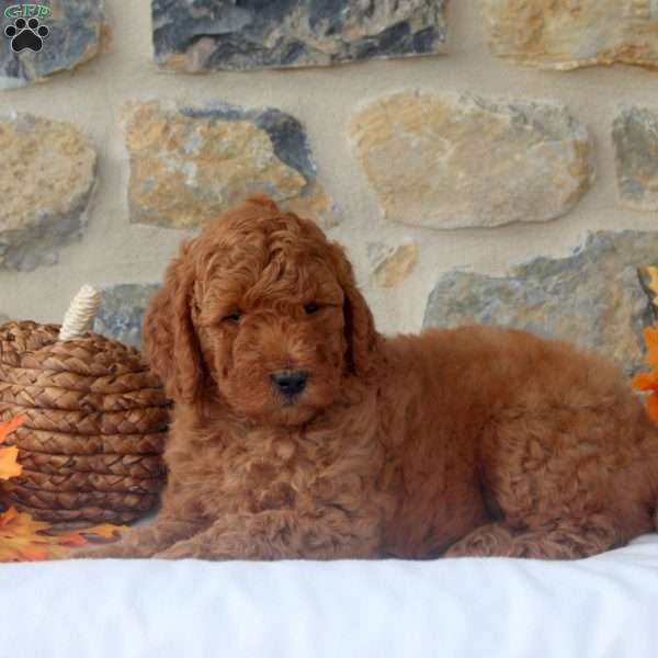 Mitch, Mini Goldendoodle Puppy