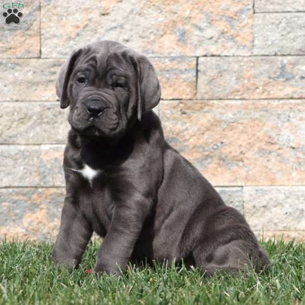 Mitch, Cane Corso Puppy