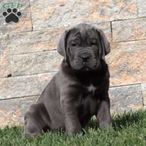 Mitch, Cane Corso Puppy