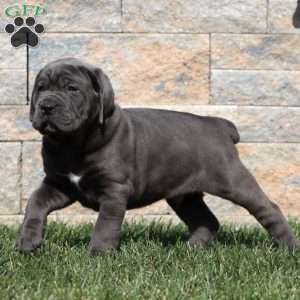 Mitch, Cane Corso Puppy