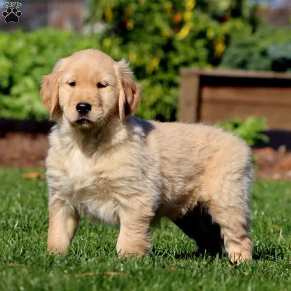 Mitzy, Golden Retriever Puppy