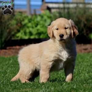 Mitzy, Golden Retriever Puppy