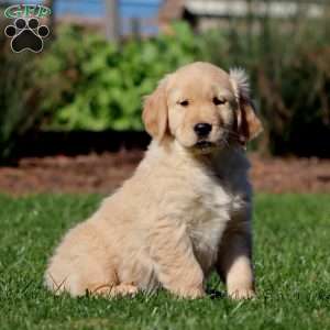 Mitzy, Golden Retriever Puppy