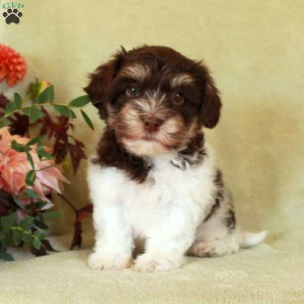 Mocha, Havapoo Puppy