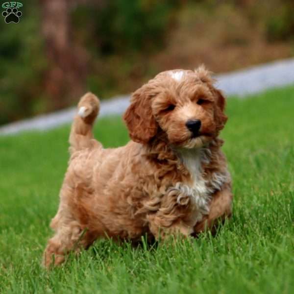 Mocha, Mini Goldendoodle Puppy