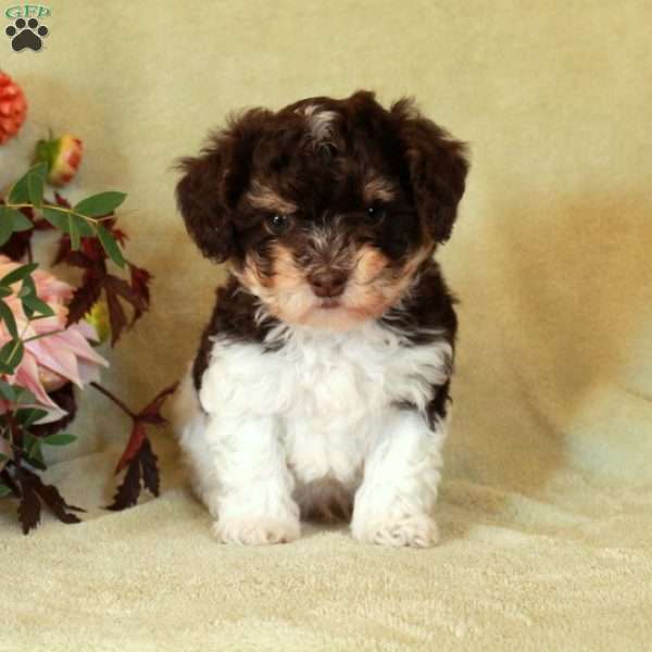 Mochi, Havapoo Puppy