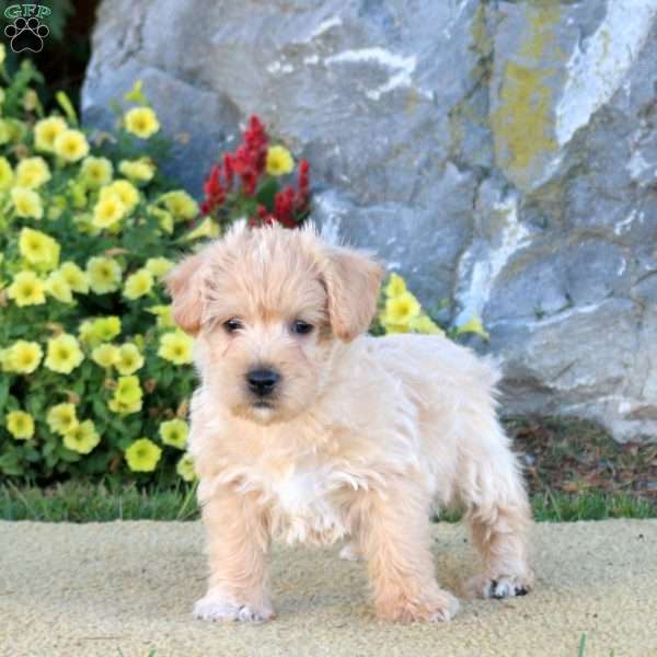 Mojo, Westiepoo Puppy