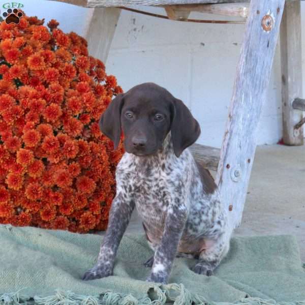 Molly, German Shorthaired Pointer Puppy