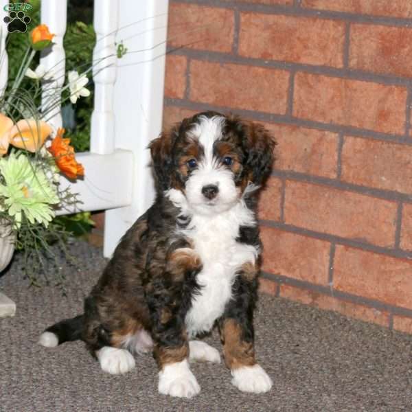 Molly, Mini Bernedoodle Puppy