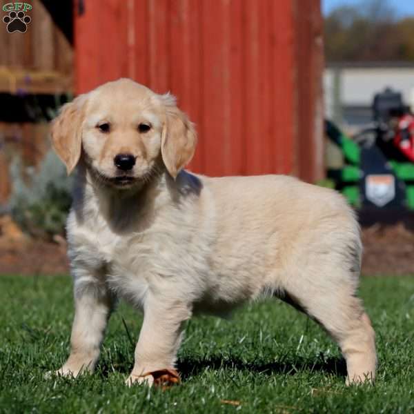 Molly, Golden Retriever Puppy