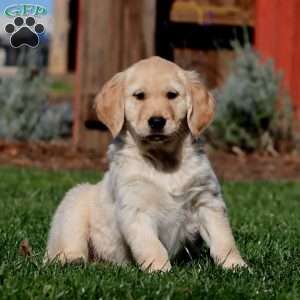 Molly, Golden Retriever Puppy