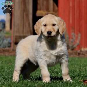 Molly, Golden Retriever Puppy