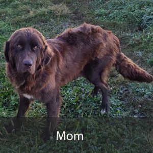 mom