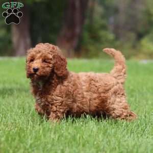Monica, Mini Goldendoodle Puppy