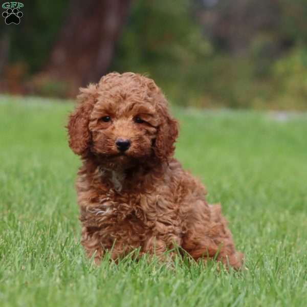 Monica, Mini Goldendoodle Puppy