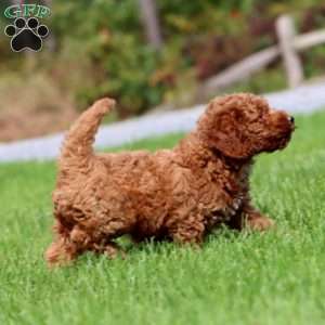 Monica, Mini Goldendoodle Puppy
