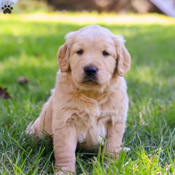 Moose, Golden Retriever Puppy