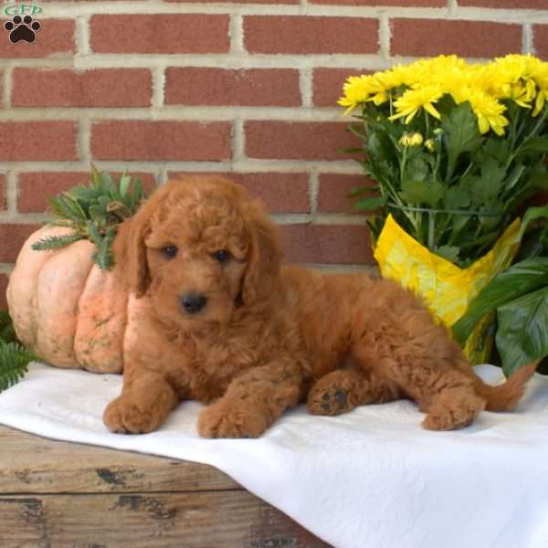 Moose, Mini Goldendoodle Puppy