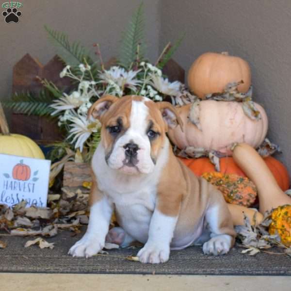 Motor, English Bulldog Puppy