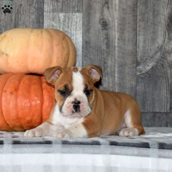 Motor, English Bulldog Puppy