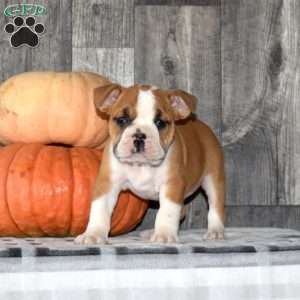 Motor, English Bulldog Puppy