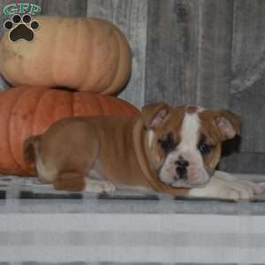 Motor, English Bulldog Puppy