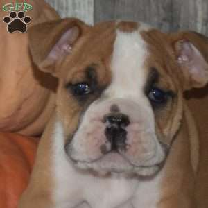 Motor, English Bulldog Puppy