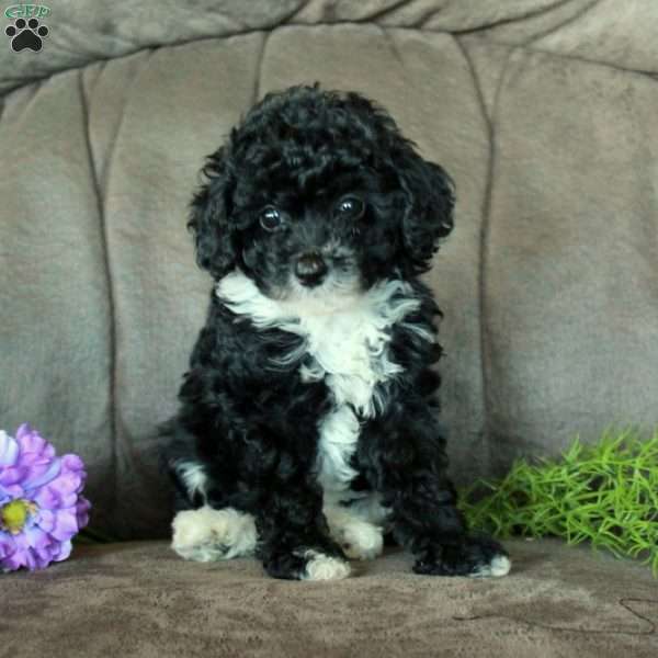 Moxie, Miniature Poodle Puppy
