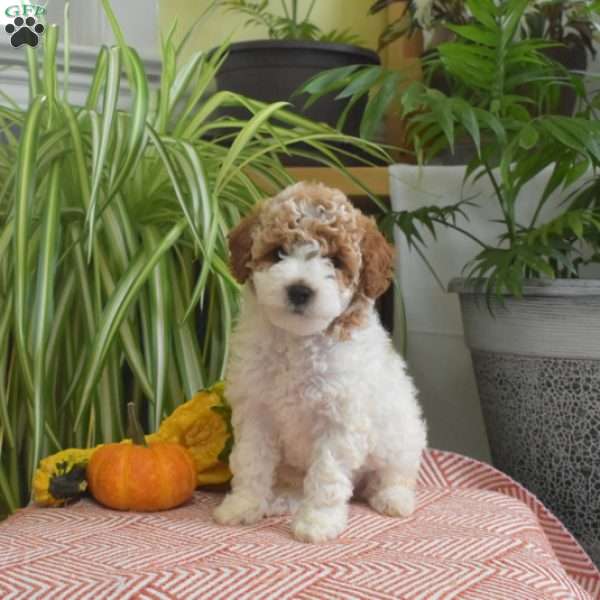 Muffin, Miniature Poodle Puppy