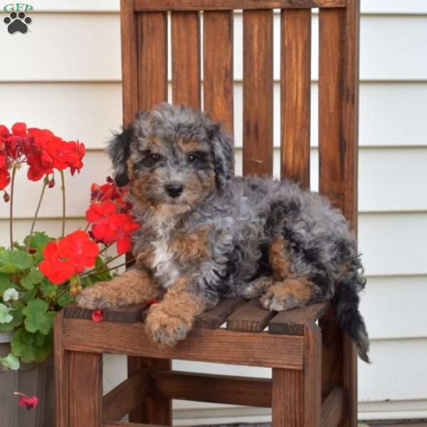 Muffin, Mini Bernedoodle Puppy
