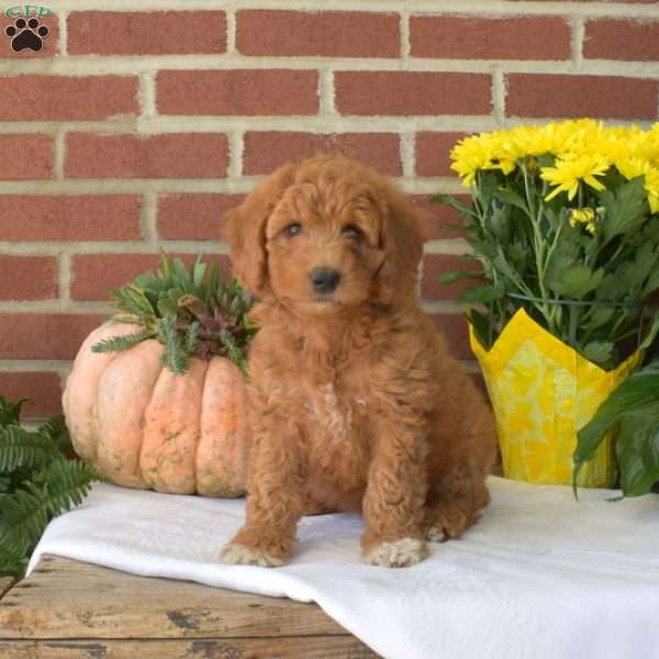 Muffin, Mini Goldendoodle Puppy