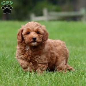 Muffin, Mini Goldendoodle Puppy