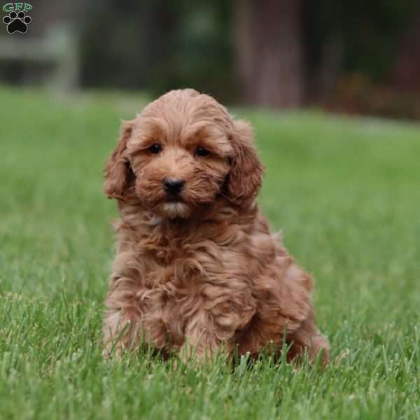 Muffin, Mini Goldendoodle Puppy