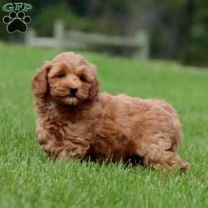 Muffin, Mini Goldendoodle Puppy
