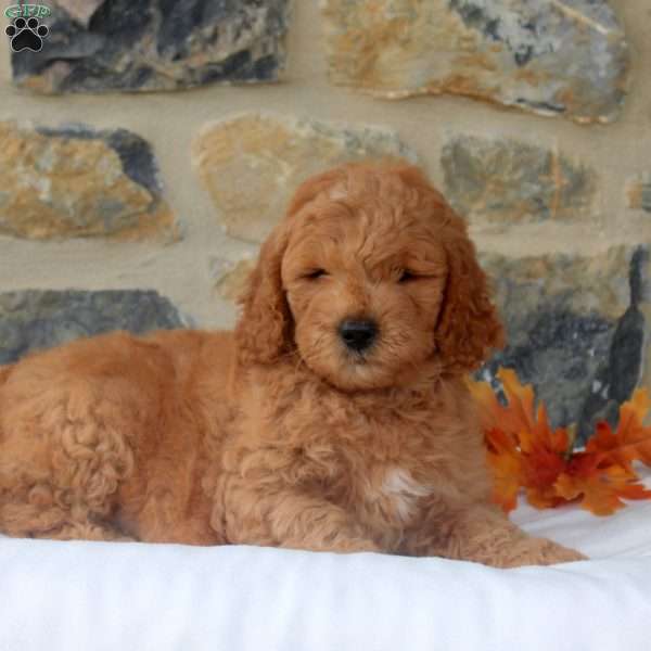 Murphy, Mini Goldendoodle Puppy
