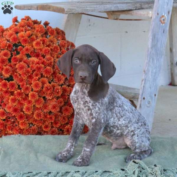 Murphy, German Shorthaired Pointer Puppy