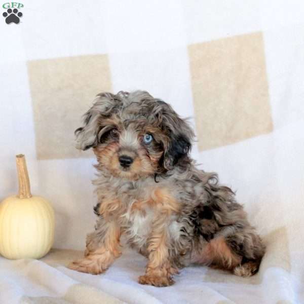 Murphy, Cavapoo Puppy