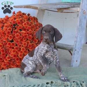 Murphy, German Shorthaired Pointer Puppy