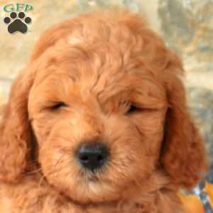 Murphy, Mini Goldendoodle Puppy