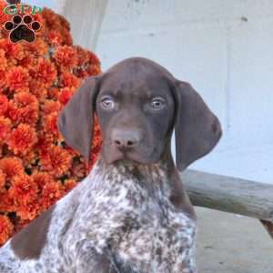 Murphy, German Shorthaired Pointer Puppy
