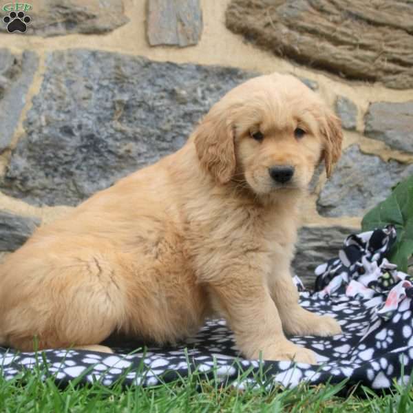 Myrrh, Golden Retriever Puppy