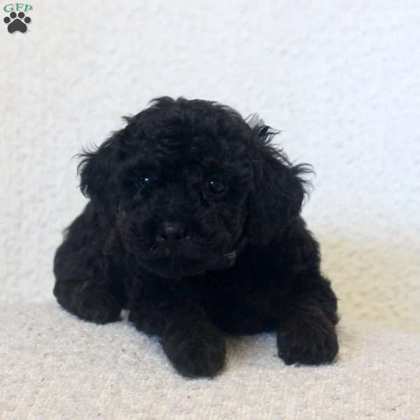 Nadine, Toy Poodle Puppy