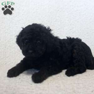 Nadine, Toy Poodle Puppy