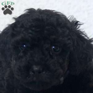 Nadine, Toy Poodle Puppy