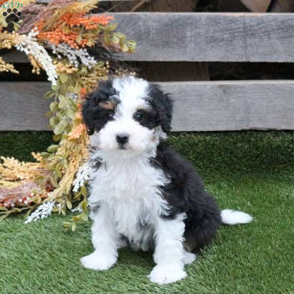 Nala, Mini Bernedoodle Puppy