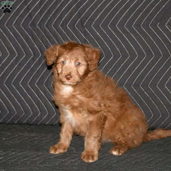 Nala, Mini Aussiedoodle Puppy