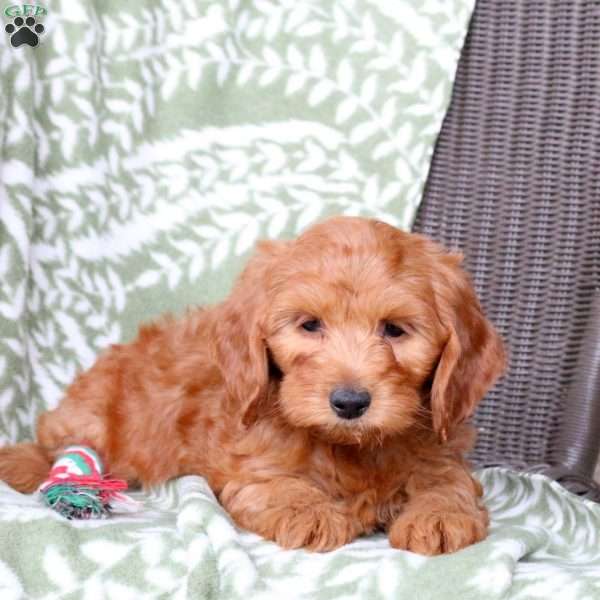 Nala, Mini Goldendoodle Puppy