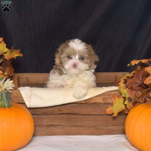 Nala, Shih-Poo Puppy